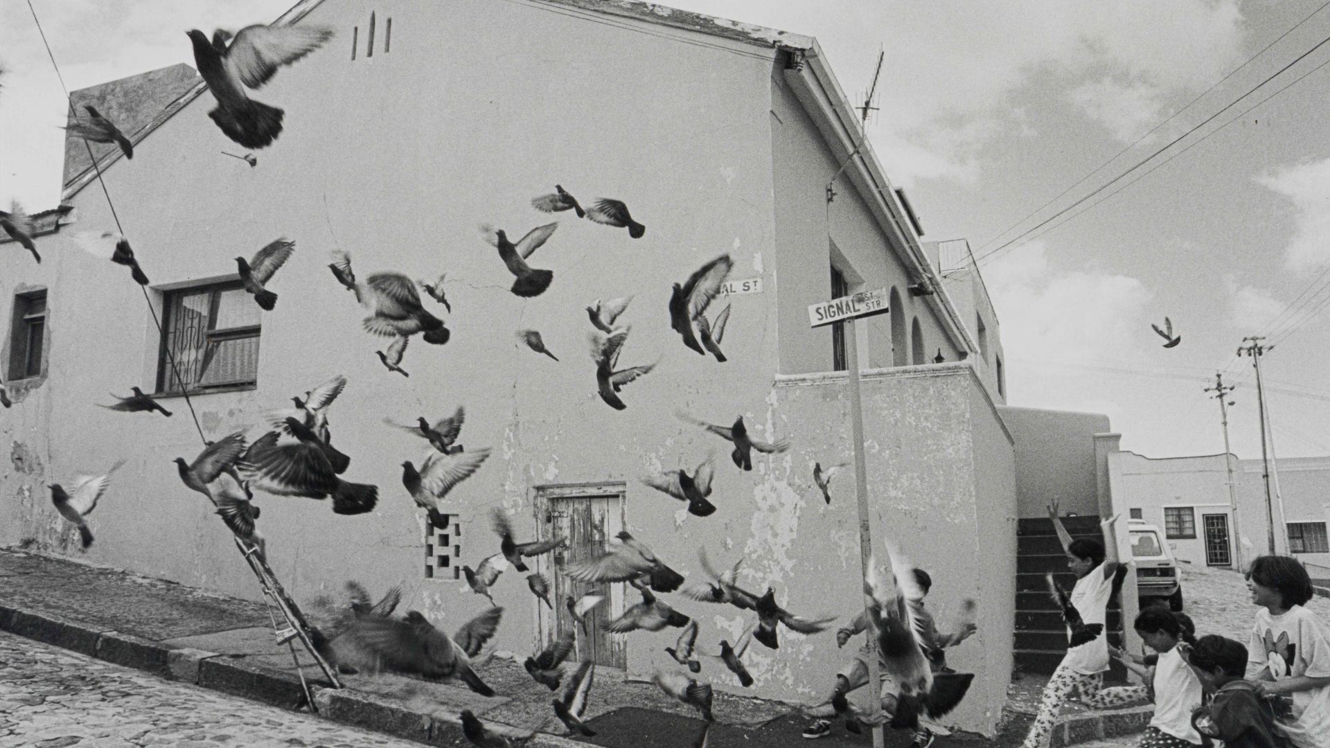 George Hallett Birds in Signal Street