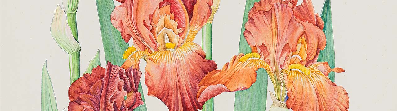 A story of art, gender and science unearthed in Strauss & Co’s June sale of botanical art