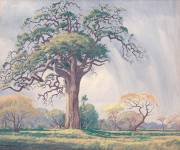 pierneef-hardekoolboom