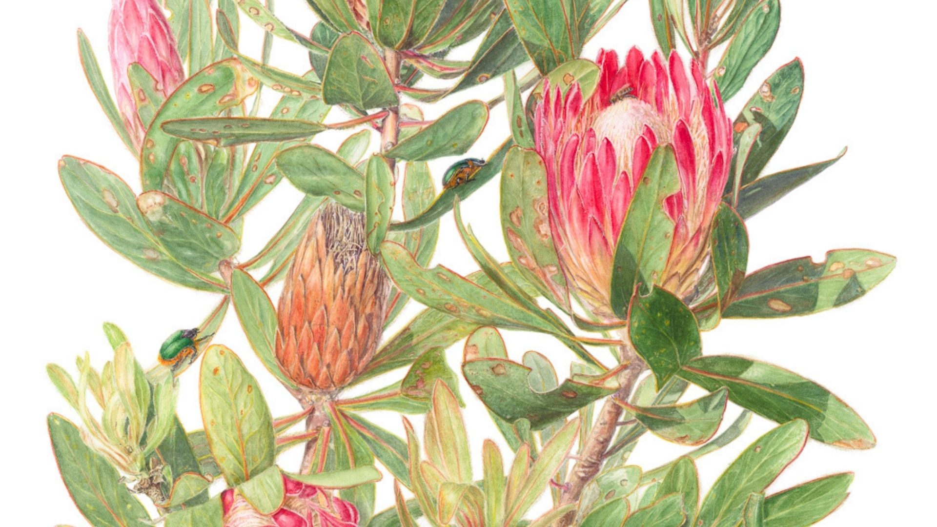 Art Club Winelands: Life After Fire Celebrated at Grootbos Florilegium